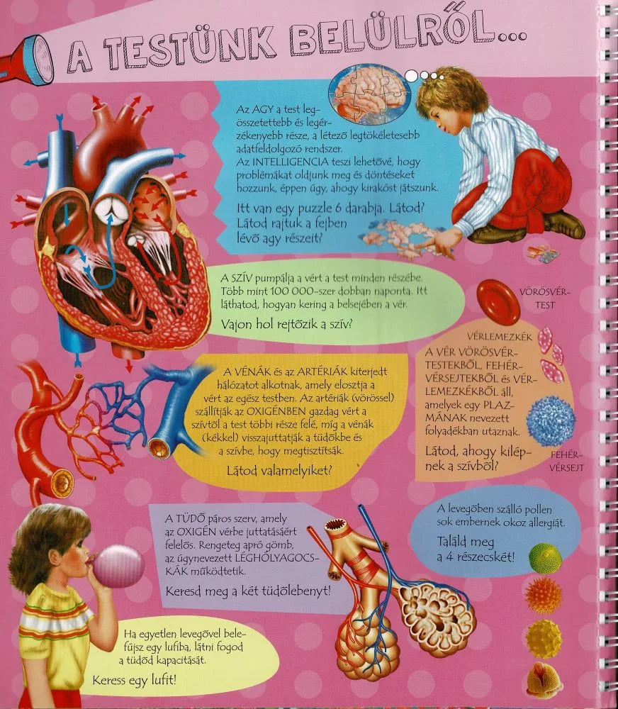 Zseblámpával Az emberi testben